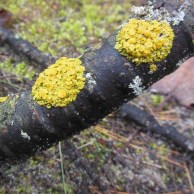 Color for Mud Season - two patches of yellow fungus and lichen